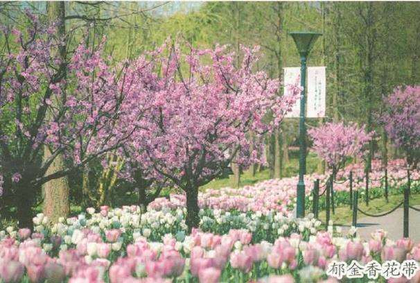 1988年 建成上海盆景植物园 图片
