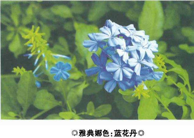 给大家介绍几种蓝紫色系花卉 图片