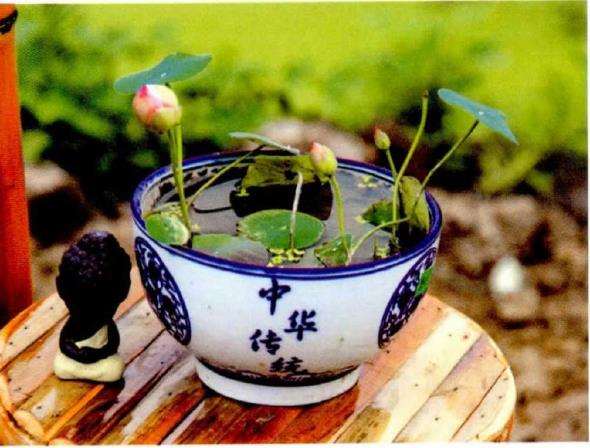 碗莲怎么家庭栽培的5个方法图片 Penjing8 盆景吧