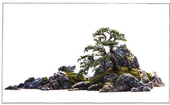 图解 冯连生怎么制作树石盆景的5个步骤
