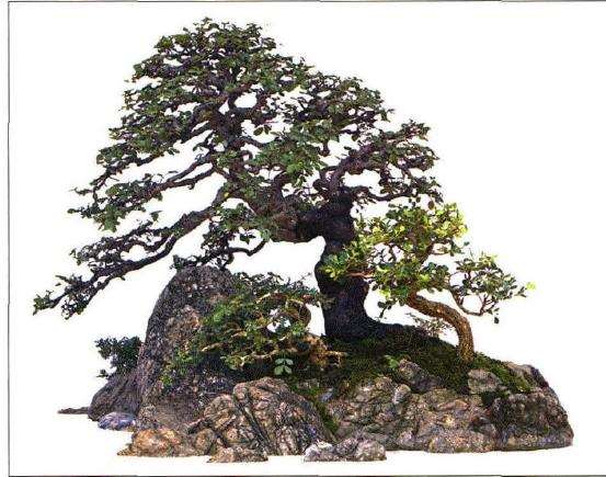 图解 冯连生怎么制作树石盆景的5个步骤
