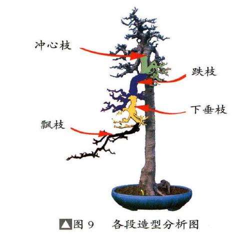 风恒枝法怎么处理盆景禁忌枝的5个方法