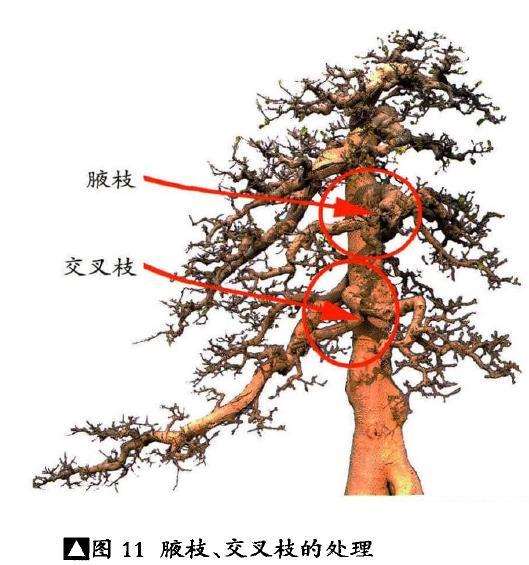 风恒枝法怎么处理盆景禁忌枝的5个方法