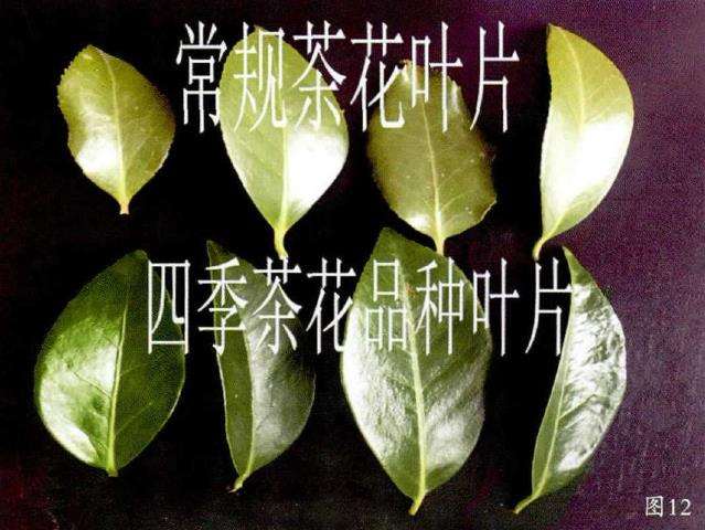 四季茶花杂交新品种究竟有8个靓点