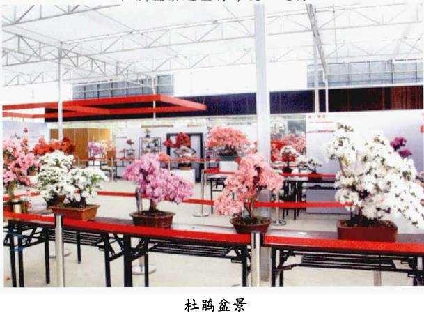 第15届中国杜鹃花展在成都开幕