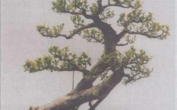 榕树盆景怎么造型的4个原理 图片