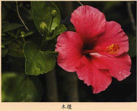 春季新西兰有哪些花卉植物 图片