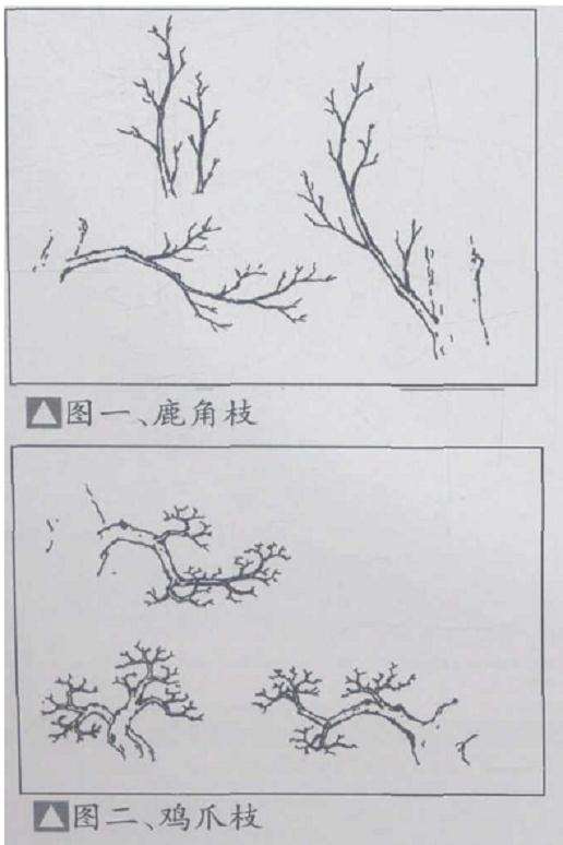 图解 盆景枝条的4个类型是哪些