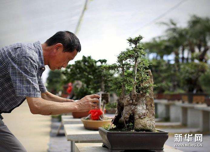 山西太原举办首届晋韵盆景艺术节