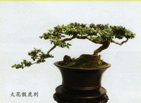 假虎刺和真虎刺有什么区别