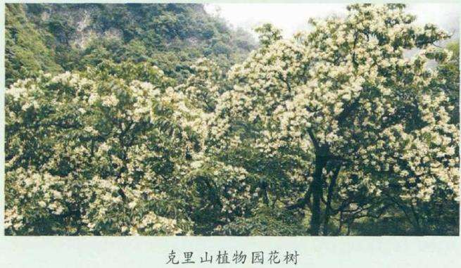 中国享盛名的月季夫人 拥有一个纪念花园