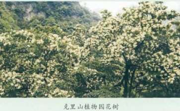 中国享盛名的月季夫人 拥有一个纪念花园