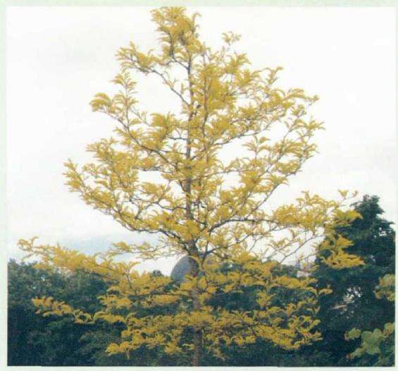 杉科植物共10属 是哪些 图片