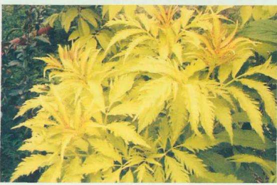 杉科植物共10属 是哪些 图片