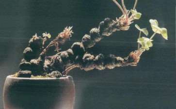 红花酢浆草怎么浇水养护的5个步骤 图片