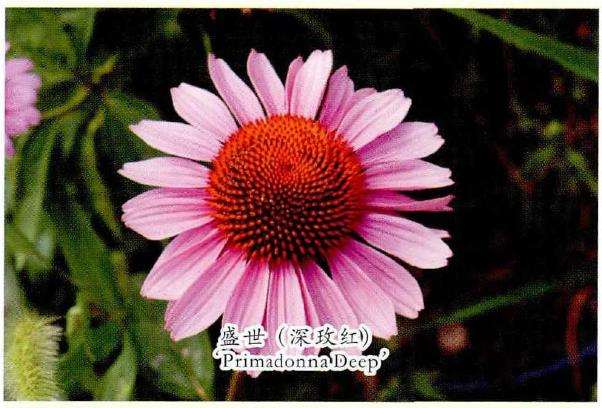 目前松果菊常见的8个栽培品种 Penjing8 盆景吧