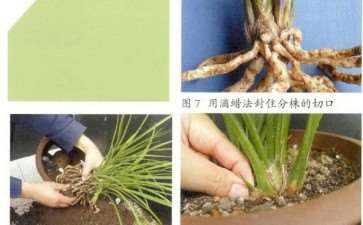 根据兰花苗情适时换盆分株的方法