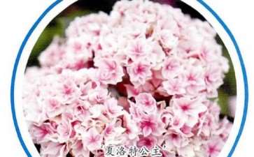 8种适合家庭种植的绣球花 图片