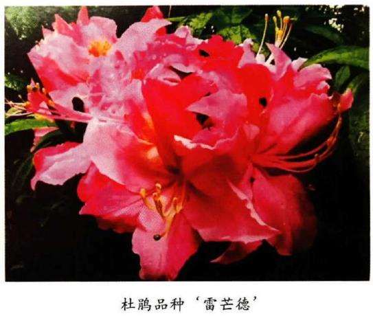 杜鹃花与石楠花的3个区别图片 Penjing8 盆景吧