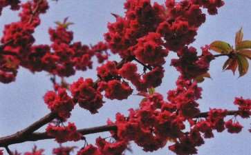 怎么认识福建山樱花的3个方法 图片