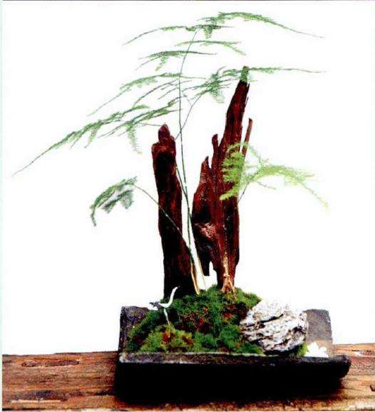 文竹盆栽怎么养护的3个方法