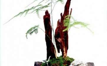 文竹盆栽怎么养护的3个方法 图片
