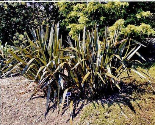 5种新西兰的可食用植物是什么 图片