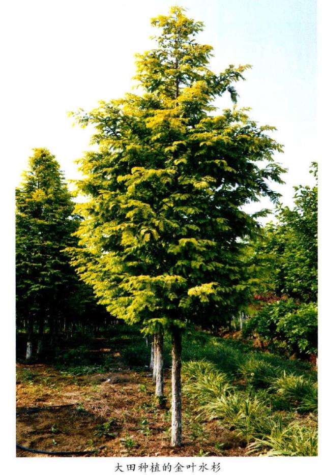 金叶水杉的形态特征和生长习性