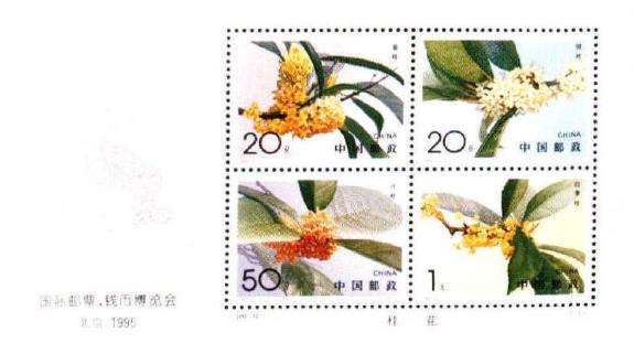 其实桂花洗洗众多 现有100多个品种