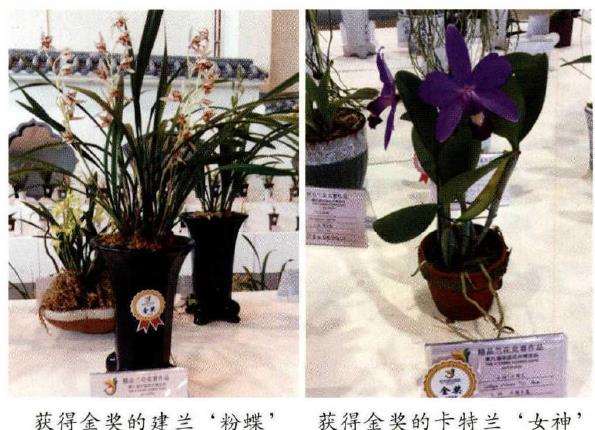 第九届中国花卉博览会精品兰花展