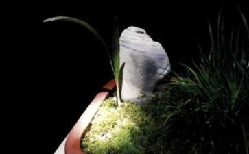 菖蒲盆景怎么苔藓不枯萎的4个方法