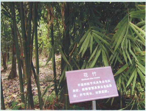 15个适合南方生长的园林绿化观赏竹