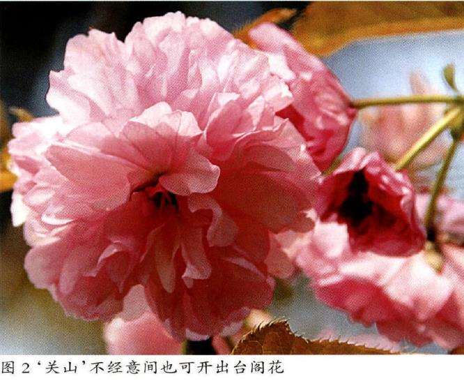 3品台阁樱花的生态特征供读者欣赏