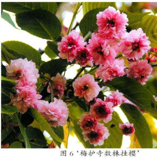 3品台阁樱花的生态特征供读者欣赏