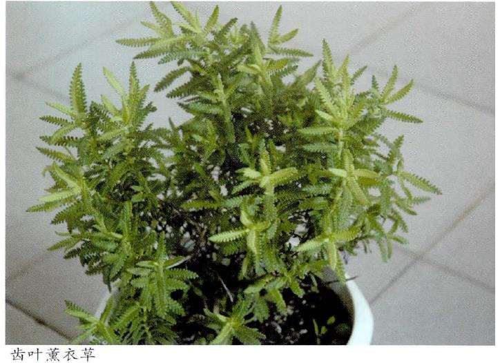 植物精气的功能和类型有哪些