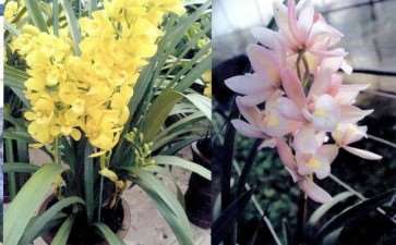杂交兰花怎么种植管理的5个方法