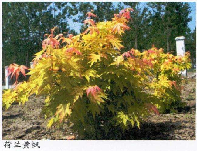 彩色叶片类树种有哪些