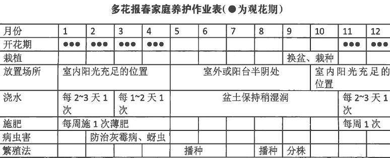 多花报春怎么播种施肥