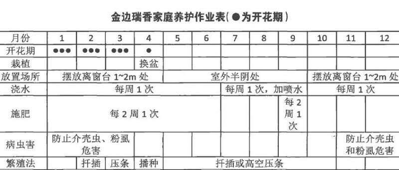 盆栽金边瑞香怎么浇水施肥的3个方法