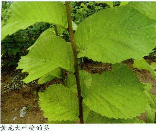 黄龙大叶榆的形态特征和生长习性
