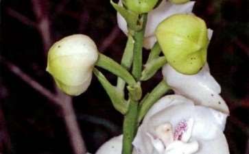 鸽子兰是中南美洲热带地区最圣洁的兰花