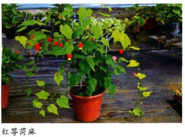 盆栽红萼苘麻怎么浇水施肥