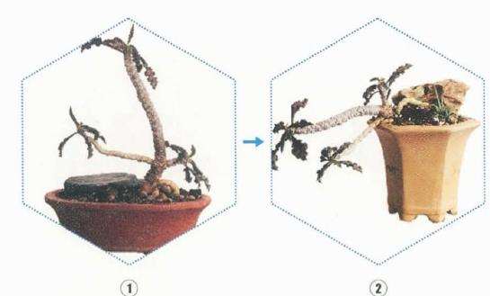 皱叶麒麟多肉怎么制作盆栽的4个过程