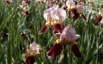 鸢尾花的品种特征和怎么栽培管理
