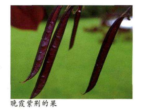 晚霞紫荆怎么嫁接繁殖和园林应用