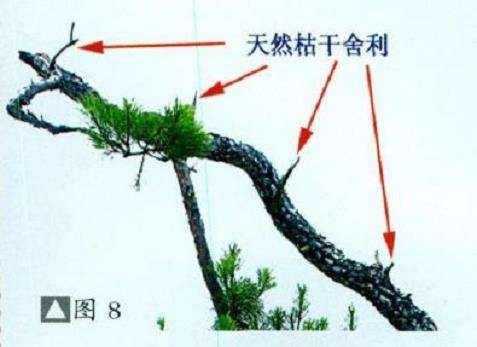 图解 山松盆景怎么树势造型的8个步骤