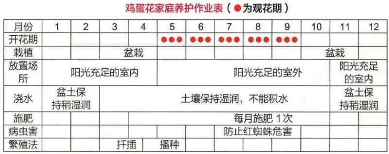 盆栽鸡蛋花怎么浇水施肥