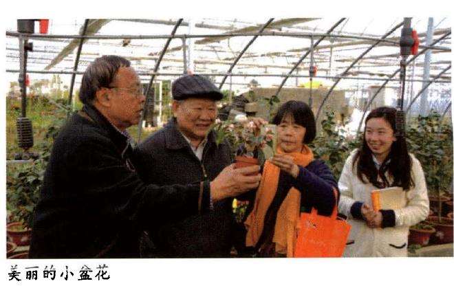 2016 上海植物园的束花茶花育种