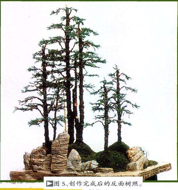 图解 塔柏怎么创作树石盆景的6个过程
