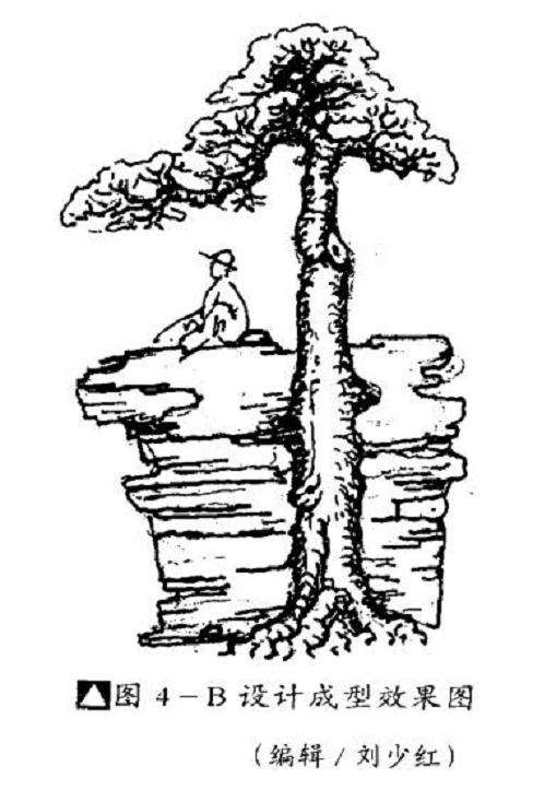 图解 石上树盆景怎么制作的4个步骤